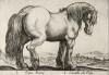Конь фризской породы (лист из альбома Nova raccolta de li animali piu curiosi del mondo disegnati et intagliati da Antonio Tempesta... Рим. 1651 год)