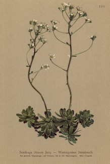 Камнеломка метельчатая (вечно живая) (Saxifraga aizoon (лат.)) (из Atlas der Alpenflora. Дрезден. 1897 год. Том II. Лист 193)