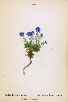 Незабудочник карликовый (Eritrichium nanum (лат.)) (лист 300 известной работы Йозефа Карла Вебера "Растения Альп", изданной в Мюнхене в 1872 году)