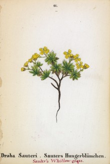 Крупка шаровидная (Draba Sauteri (лат.)) (лист 61 известной работы Йозефа Карла Вебера "Растения Альп", изданной в Мюнхене в 1872 году)