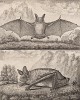 Две летучих мыши (лист XVI иллюстраций к восьмому тому знаменитой "Естественной истории" графа де Бюффона, изданному в Париже в 1760 году)