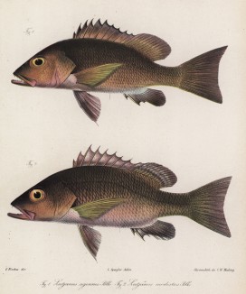 Африканский красный луциан (Lutjanus agennes (1) и исчезнувший вид Lutjanus modestus (2) из семейства луциановые (лат.) (лист IX великолепной работы Memoire sur les poissons de la côte de Guinée, изданной в Голландии в 1863 году)