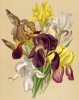 Ирис германский (Iris germanica var.). Многолетники наиболее красивые и пригодные для садовой культуры. Санкт-Петербург, 1913
