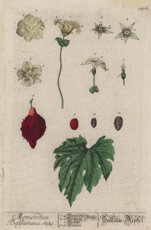 Момордика (Momordica (лат.)) — род растений семейства тыквенные (лист 539b "Гербария" Элизабет Блеквелл, изданного в Нюрнберге в 1760 году)