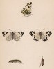 Бабочка белянка рапсовая, или резедовая (лат. Papilio Daplidice), её гусеница и куколка. History of British Butterflies Френсиса Морриса. Лондон, 1870, л.10