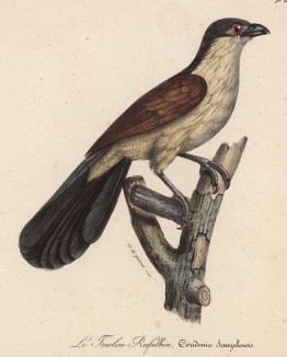 Кукушка сенегальская (Coridonix senegalensis (лат.)) (лист из альбома литографий "Галерея птиц... королевского сада", изданного в Париже в 1822 году)