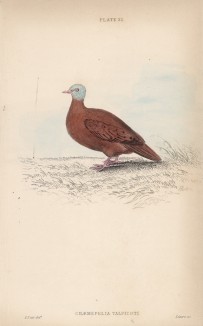 Красный земляной голубь (Chaemepelia Talpicoti (лат.)) (лист 22 тома XIX "Библиотеки натуралиста" Вильяма Жардина, изданного в Эдинбурге в 1843 году)