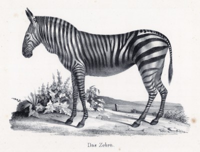 Das Zebra (лист 54 первого тома работы профессора Шинца Naturgeschichte und Abbildungen der Menschen und Säugethiere..., вышедшей в Цюрихе в 1840 году)