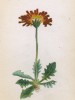 Скерда золотистая (Crepis aurea (лат.)) (лист 241 известной работы Йозефа Карла Вебера "Растения Альп", изданной в Мюнхене в 1872 году)
