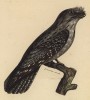 Совиный козодой (лист из альбома литографий "Галерея птиц... королевского сада", изданного в Париже в 1822 году)