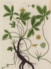 Растение гиностемма пятилистная (Gynostemma pentofilium лат.) -- лиана, произрастающая в горных лесах Китая (лист 454 "Гербария" Элизабет Блеквелл, изданного в Нюрнберге в 1760 году)