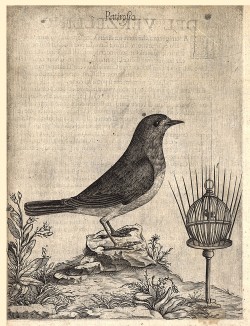 Малиновка, она же зарянка, и защищённая шипами клетка. Pettirosso (ит.). Из первого (1622 г.) издания работы итальянского философа и натуралиста Джованни Пьетро Олины (1585-1645) Uccelliera overo discorso della natura, e proprieta di diversi uccelli…
