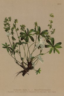 Манжетка альпийская (Alchemilla alpina (лат.)) (из Atlas der Alpenflora. Дрезден. 1897 год. Том III. Лист 233)