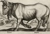 Зубр (лист из альбома Nova raccolta de li animali piu curiosi del mondo disegnati et intagliati da Antonio Tempesta... Рим. 1651 год)