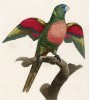 Синеголовый попугайчик (лист 47 иллюстраций к первому тому Histoire naturelle des perroquets Франсуа Левальяна. Изображения попугаев из этой работы считаются одними из красивейших в истории. Париж. 1801 год)
