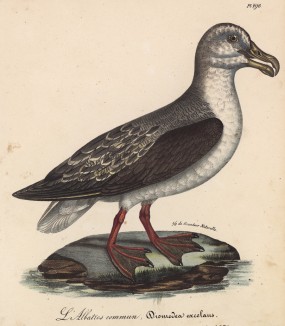 Альбатрос (лист из альбома литографий "Галерея птиц... королевского сада", изданного в Париже в 1825 году)