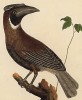 Птица-носорог (калао), обитающая на Молуккских островах (из Table des Planches Enluminées d'Histoire Naturelle de M. D'Aubenton (фр.). Утрехт. 1783 год (лист 283))