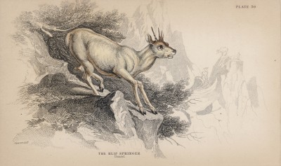 Сасса, или бурская антилопа-серна (Oreotragus saltatrix (лат.)) (лист 30 тома XI "Библиотеки натуралиста" Вильяма Жардина, изданного в Эдинбурге в 1843 году)