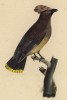 Свиристель кедровый (Bombycilla cedrorum (лат.)) (лист из альбома литографий "Галерея птиц... королевского сада", изданного в Париже в 1822 году)