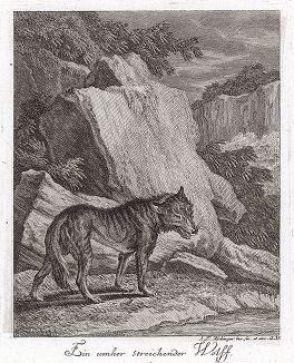 Рыщущий волк. Гравюра Иоганна Элиаса Ридингера из Entwurff Einiger Thiere ..., Аугсбург, 1740. 
