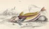 Тригла панцирная, или вооружённый морской петух (Peristedion malarmat (лат.)) (лист 4 XXXII тома "Библиотеки натуралиста" Вильяма Жардина, изданного в Эдинбурге в 1843 году)