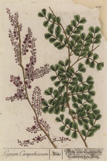 Кампешевое дерево (Lignum campechianum (лат.)) — дерево семейства бобовых. Выращивается в тропиках. Содержит гематоксилин и используется как краситель (лист 493 "Гербария" Элизабет Блеквелл, изданного в Нюрнберге в 1760 году)