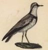 Египетский бегунок черноголовый (лист из альбома литографий "Галерея птиц... королевского сада", изданного в Париже в 1825 году)