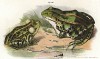Европейская лягушка Rana alpina (лат.) (из Naturgeschichte der Amphibien in ihren Sämmtlichen hauptformen. Вена. 1864 год)