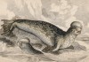 Тюлень-хохлач (Phoca Christata (лат.)) (лист 14 тома VI "Библиотеки натуралиста" Вильяма Жардина, изданного в Эдинбурге в 1843 году)