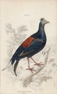 Самец пёстрого фазана (Euplocomus ignitus (лат.)) (лист 19 тома XX "Библиотеки натуралиста" Вильяма Жардина, изданного в Эдинбурге в 1834 году)