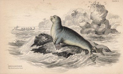 Тюлень Уэделла (Phoca Leptonyx (лат.)) (лист 11 тома VI "Библиотеки натуралиста" Вильяма Жардина, изданного в Эдинбурге в 1843 году)