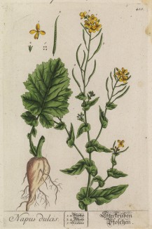 Сладкий капустенник (Napus dulcis (лат.)) -- масличное растение из семейства крестоцветные (лист 410 "Гербария" Элизабет Блеквелл, изданного в Нюрнберге в 1760 году)