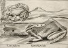 Болотная лягушка и головастик (лист из альбома Nova raccolta de li animali piu curiosi del mondo disegnati et intagliati da Antonio Tempesta... Рим. 1651 год)