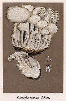Говорушка реликтовая, Clitocube connata Schum. (лат.), съедобный гриб. Дж.Бресадола, Funghi mangerecci e velenosi, т.I, л.59. Тренто, 1933
