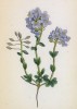 Ярутка круглолистная (Thlaspi rotundifolium (лат.)) (лист 70 известной работы Йозефа Карла Вебера "Растения Альп", изданной в Мюнхене в 1872 году)