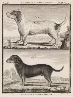 Два бассета (лист XI иллюстраций ко второму тому знаменитой "Естественной истории" графа де Бюффона, изданному в Париже в 1749 году)