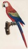Красный ара, или араканга (лист 2 иллюстраций к первому тому Histoire naturelle des perroquets Франсуа Левальяна. Изображения попугаев из этой работы считаются одними из красивейших в истории. Париж. 1801 год)