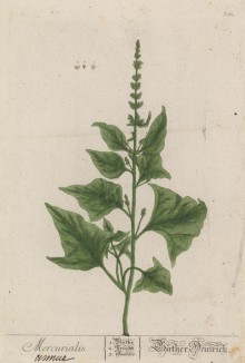 Пролеска, или кур-зелье (Mercurialis (лат.)), из семейства молочайные (лист 311 "Гербария" Элизабет Блеквелл, изданного в Нюрнберге в 1757 году)