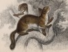 Куницы на ветвях сидят (Martes Foina (лат.)) (лист 14 тома VII "Библиотеки натуралиста" Вильяма Жардина, изданного в Эдинбурге в 1838 году)
