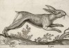Заяц (лист из альбома Nova raccolta de li animali piu curiosi del mondo disegnati et intagliati da Antonio Tempesta... Рим. 1651 год)