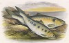 Шэд (западноевропейская сельдь) (иллюстрация к "Пресноводным рыбам Британии" -- одной из красивейших работ 70-х гг. XIX века, выполненных в технике хромолитографии)