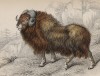 Мускусный овцебык (Ovibos moschatus (лат.)) (лист 23 тома X "Библиотеки натуралиста" Вильяма Жардина, изданного в Эдинбурге в 1843 году)