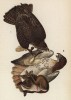Сарыч краснохвостый (Buteo borealis) 1. Самец 2. Самка (лист 15 известной работы Бенджамина Уоррена "Птицы Пенсильвании", изданной в США в 1890 году (иллюстрации изготовлены по мотивам оригиналов Джона Одюбона))