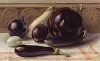 Баклажаны семи различных сортов (Aubergines or Egg Fruits). The Gardener's Assistant. Лондон, 1900