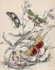 Мотыльки 1. Deiopeia bella 2. Cydosia nobilitella 3. Chloridea Rhexiae 4. Alaria Gaurae 5. Caterrpillar of Do. (лат.) (лист 24 XXXVII тома "Библиотеки натуралиста" Вильяма Жардина, изданного в Эдинбурге в 1843 году)