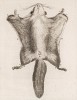 Шкурка летяги с лица (изображена неким Бюве-американцем, сведений как о художнике не обнаружено, но охотничьи навыки очевидны) (лист LII иллюстраций к третьему тому знаменитой "Естественной истории" графа де Бюффона, изданному в Париже в 1750 году)