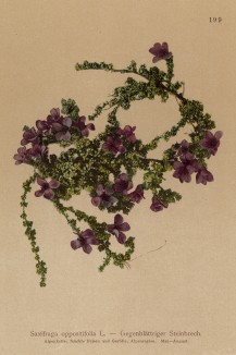 Камнеломка супротиволистная (Saxifraga oppositifolia (лат.)) (из Atlas der Alpenflora. Дрезден. 1897 год. Том II. Лист 199)