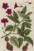 Мирабилис ялапа (Mirabilis jalapa (лат.)) из семейства никтагиновые, родом из Перу (лист 404 "Гербария" Элизабет Блеквелл, изданного в Нюрнберге в 1760 году)