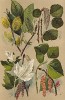 Бредина, или ива козья (Salix Caprea), осина (Populus tremula), тополь серебристый (Populus alba), тополь итальянский, или тополь пирамидальный (Populus pyramidalis)