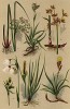 Ситник развесистый (Juncus effusus), ожика полевая (Luzula campestris), камыш озёрный (Scirpus lacustris), пушица обыкновенная (Eriophorum polystachyum), осока обыкновенная (Carex vulgaris), осока ранняя (Carex praecox)